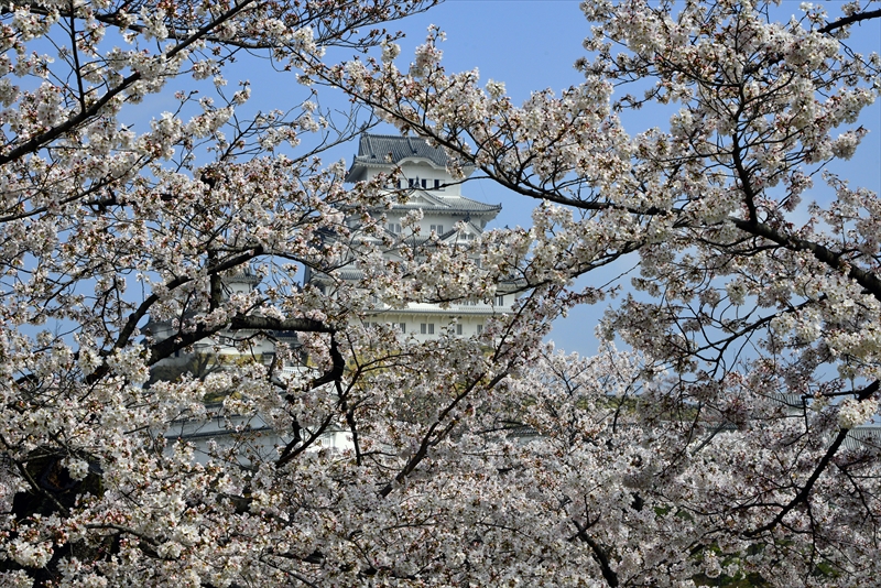 1050_姫路城_兵庫