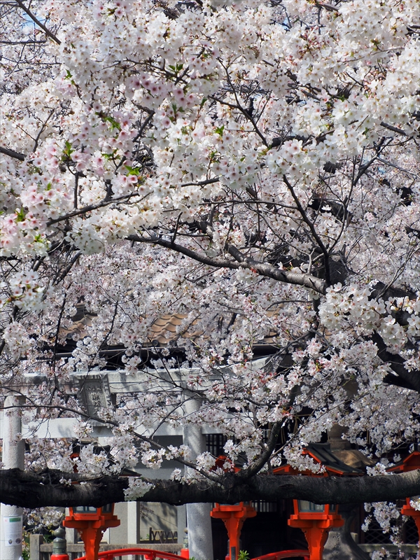1141_洛中 六孫王神社_京都