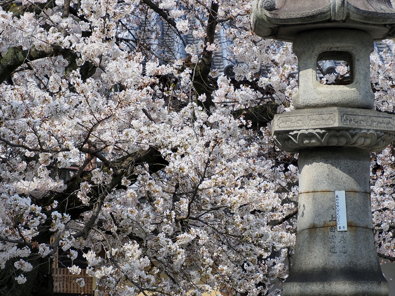 1179_洛中 東寺_京都