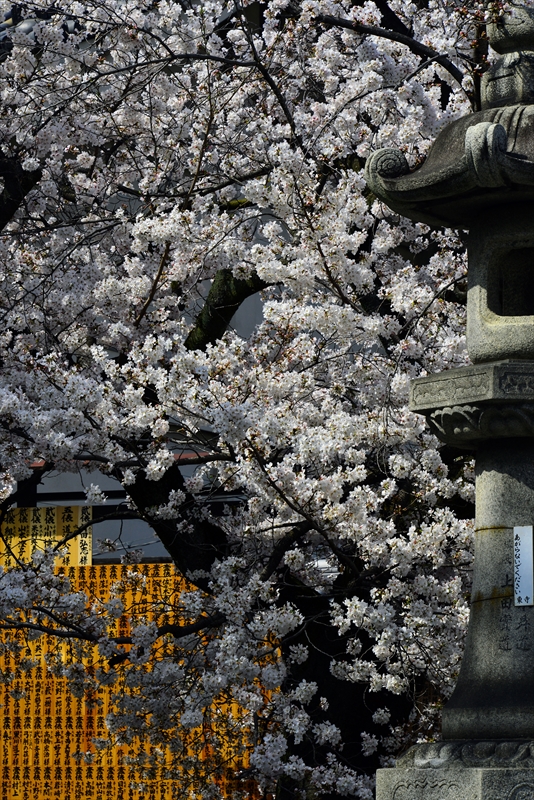 1181_洛中 東寺_京都