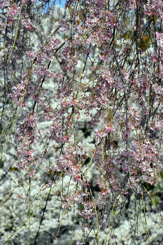 1183_洛中 東寺_京都