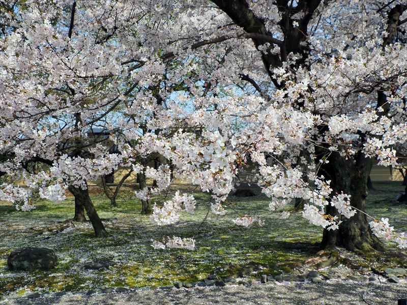 1185_洛中 東寺_京都
