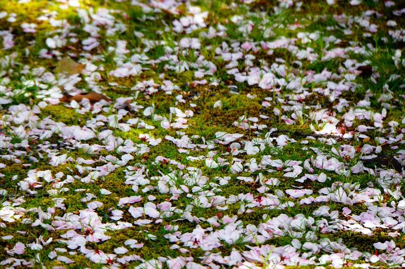1186_洛中 東寺_京都