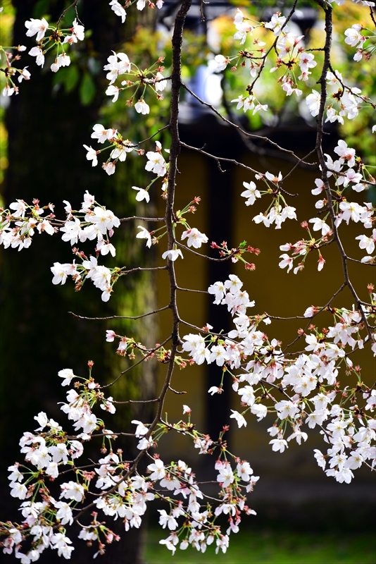 1189_洛中 東寺_京都