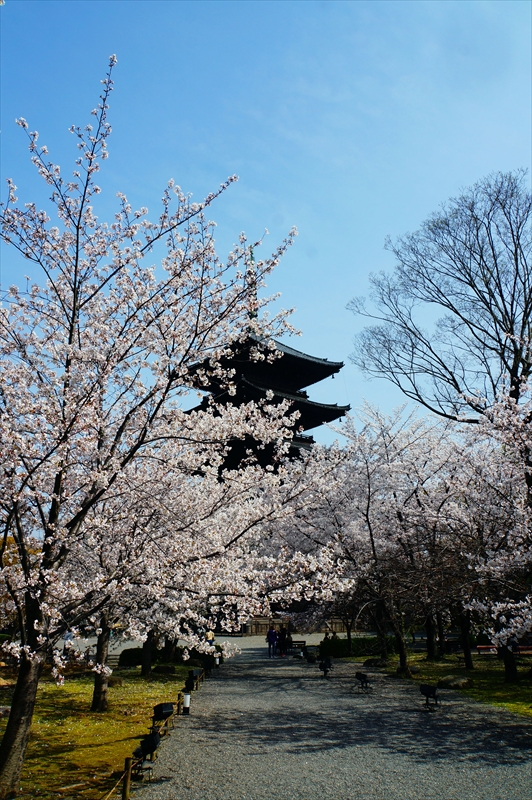 1190_洛中 東寺_京都