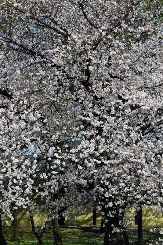 1191_洛中 東寺_京都