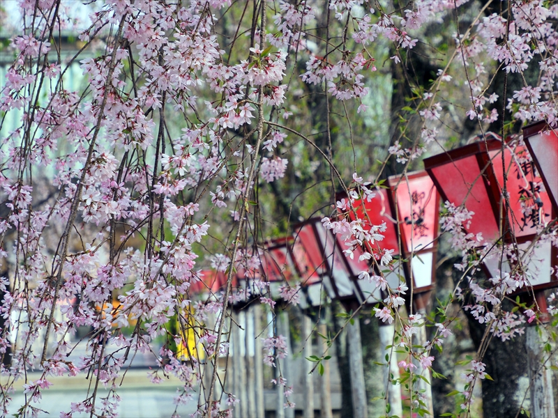 1087_三嶋大社_静岡