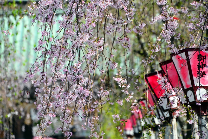 1103_三嶋大社_静岡