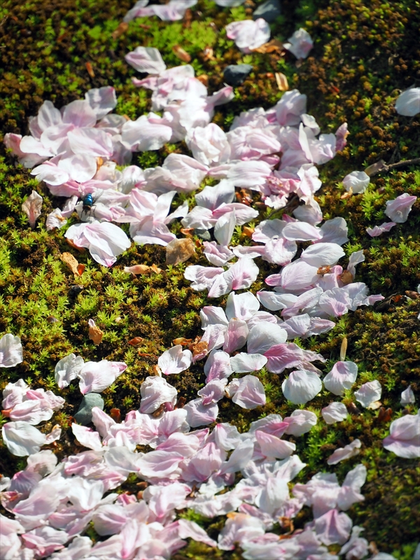 1107_三嶋大社_静岡