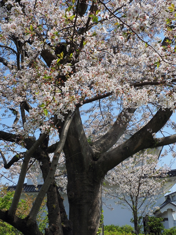 1115_駿府城_静岡