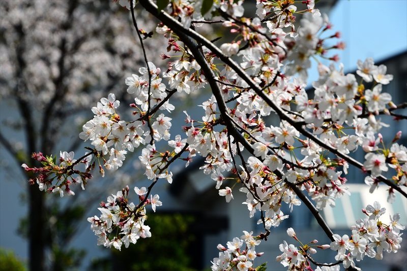 1117_駿府城_静岡