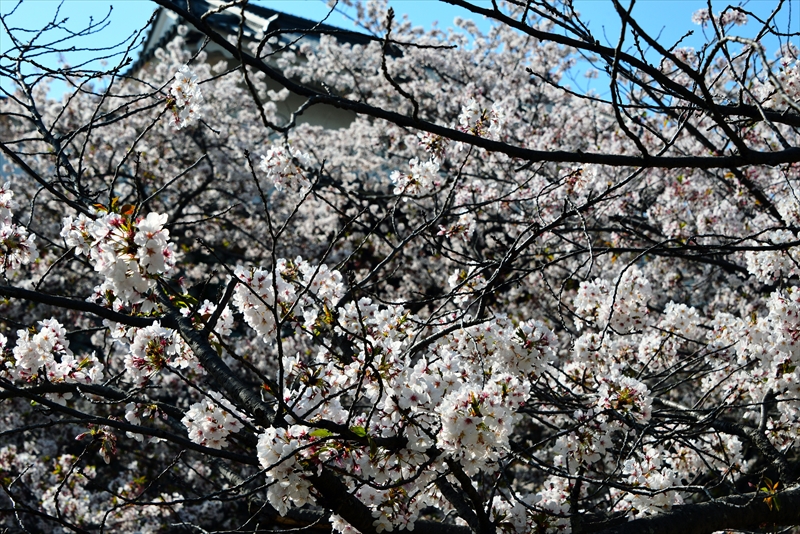 1136_浜松城_静岡