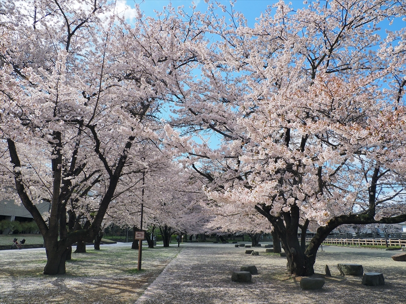 1015_霞城公園_山形