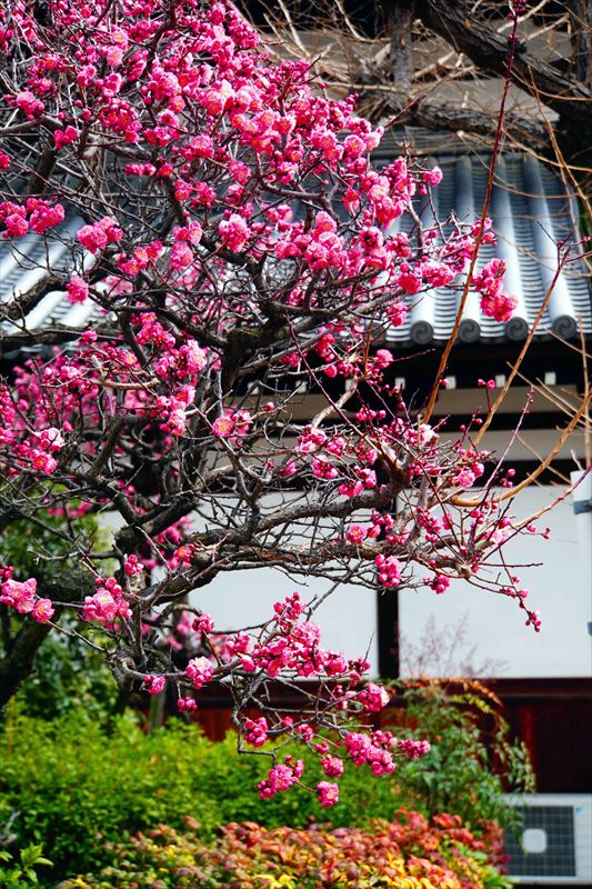 1001_四天王寺_大阪