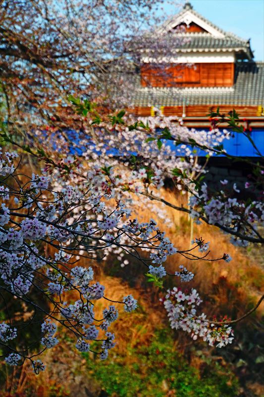 1001_熊本城_熊本