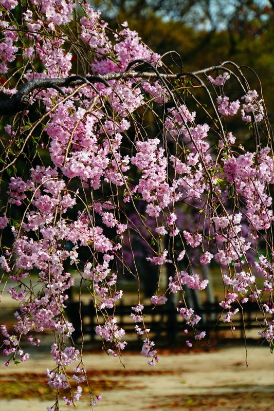 1009_熊本城_熊本