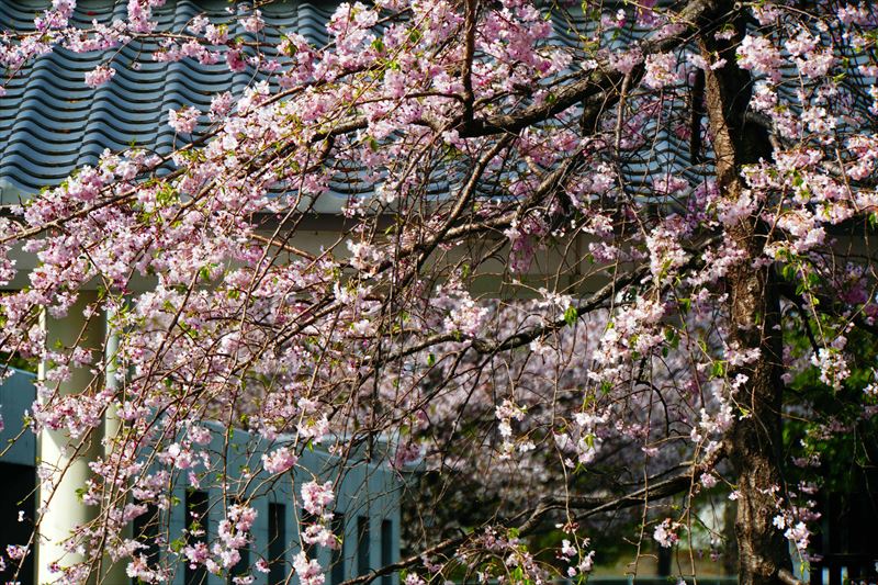 1017_熊本城_熊本