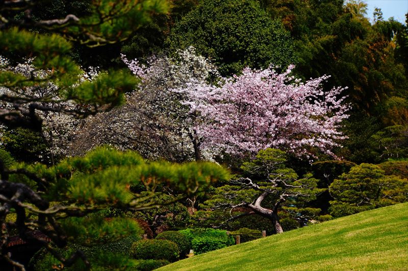 1025_水前寺公園_熊本