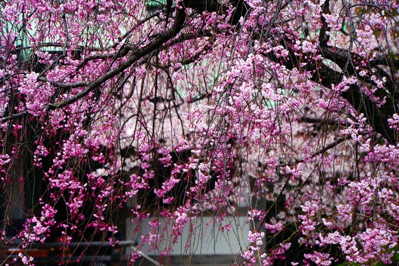 1009_大阪城_大阪