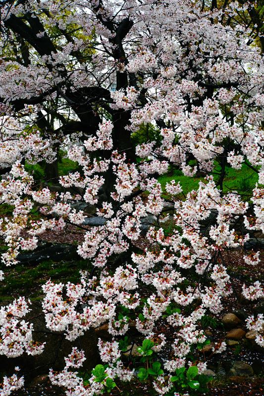 1013_大阪城_大阪