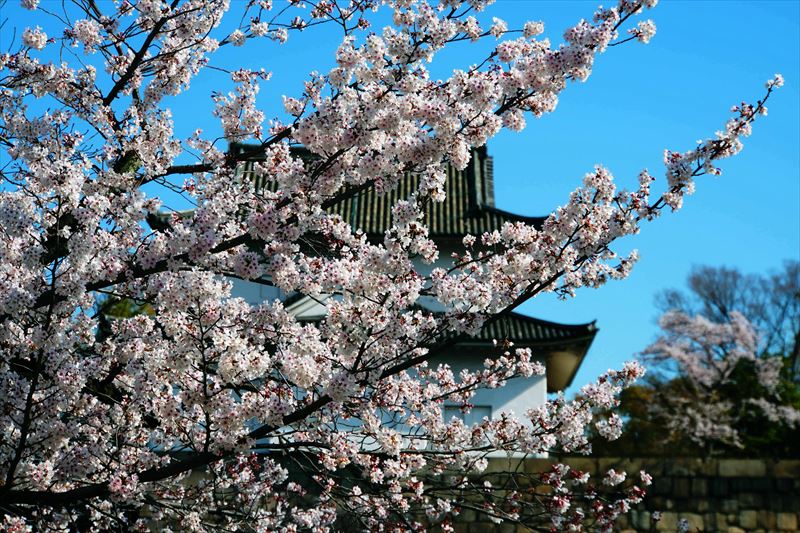1019_大阪城_大阪