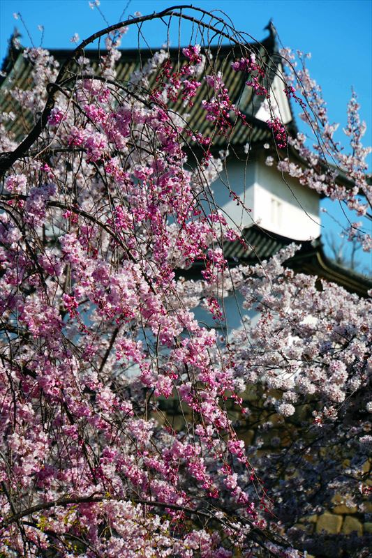 1020_大阪城_大阪