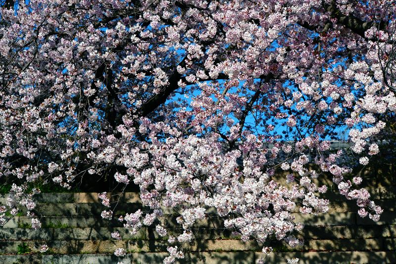 1026_大阪城_大阪