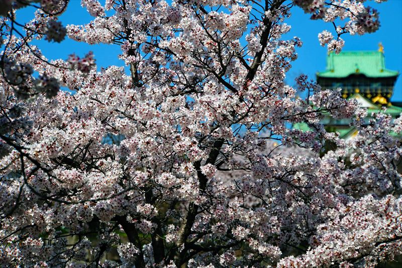 1036_大阪城_大阪