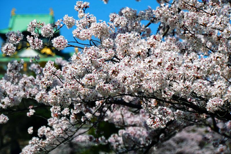 1039_大阪城_大阪