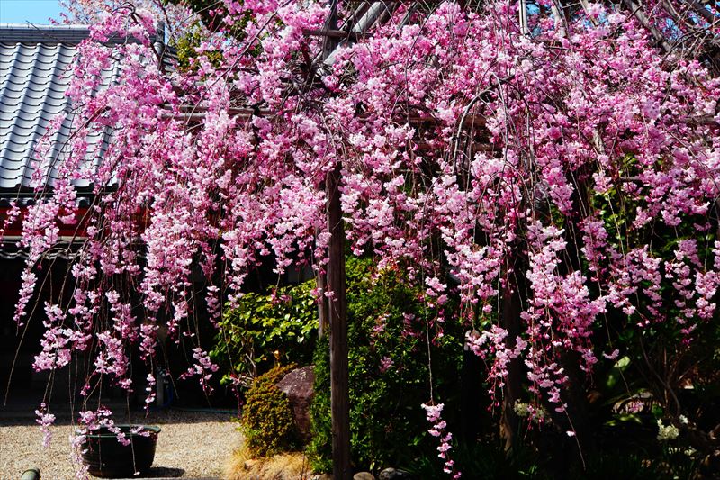 1113_洛中 法住寺_京都