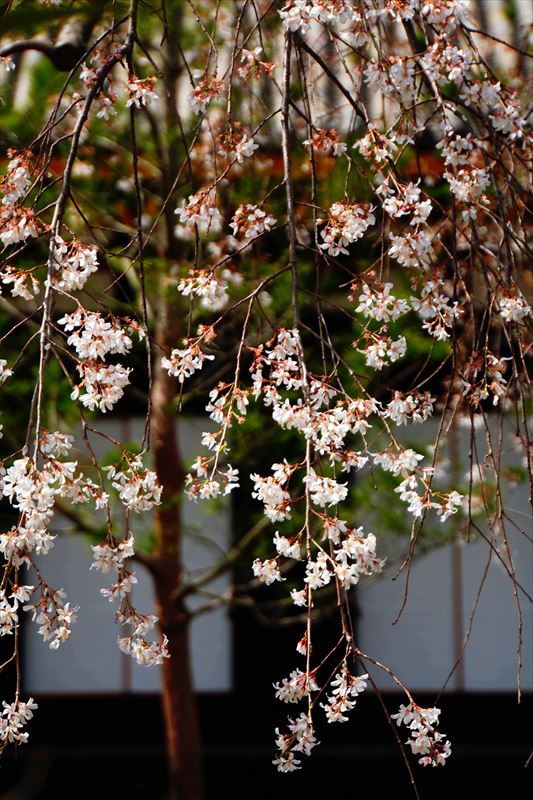 1197_洛中 蓮華王院三十三間堂_京都