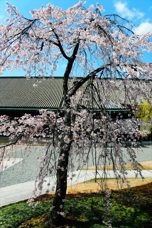 1198_洛中 蓮華王院三十三間堂_京都