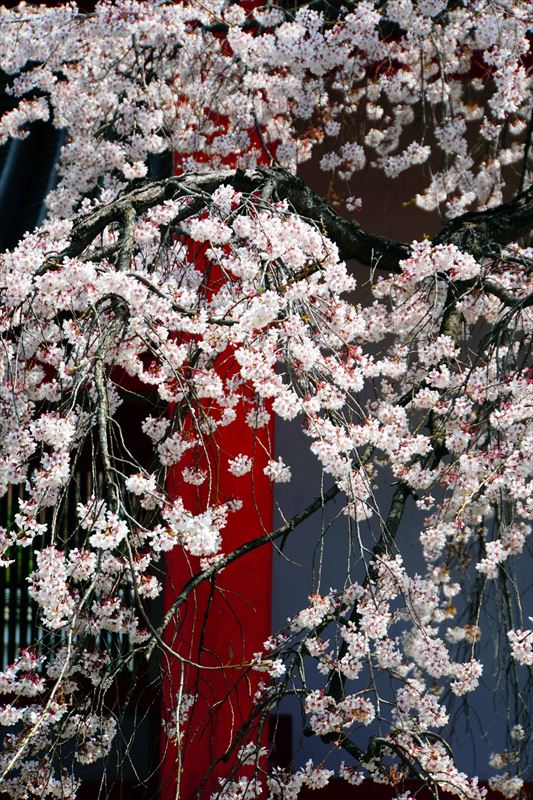 1199_洛中 蓮華王院三十三間堂_京都