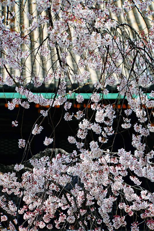 1200_洛中 蓮華王院三十三間堂_京都