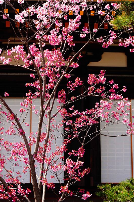 1205_洛中 蓮華王院三十三間堂_京都