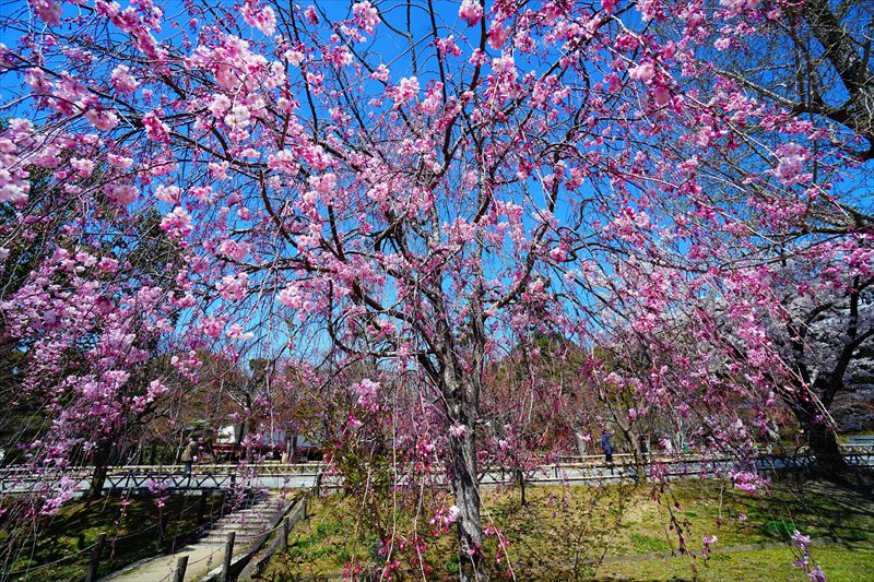 1123_洛中 智積院_京都