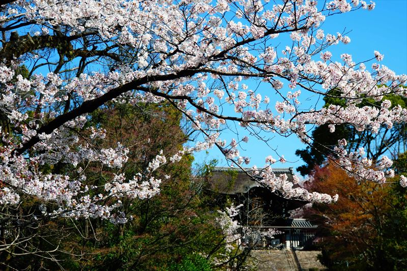 1016_洛東 大谷本廟_京都