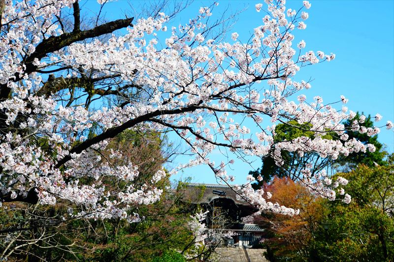 1017_洛東 大谷本廟_京都