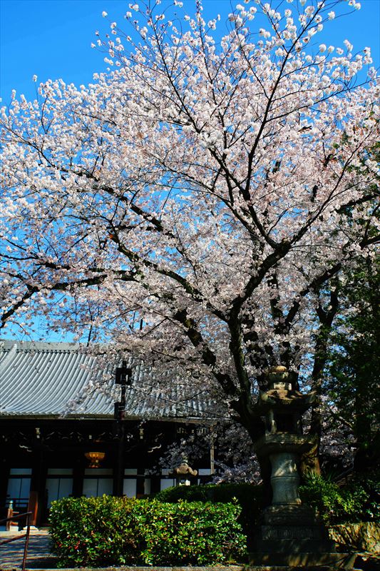 1022_洛東 大谷本廟_京都