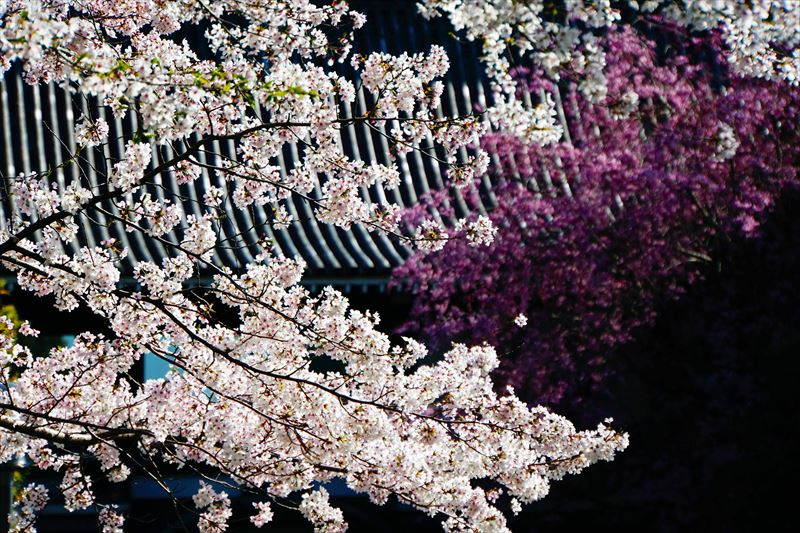 1011_洛東 二寧坂_京都