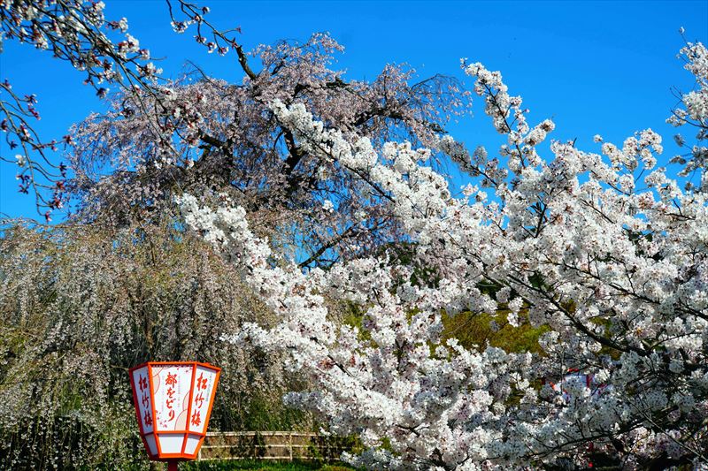 1076_洛東 丸山公園_京都