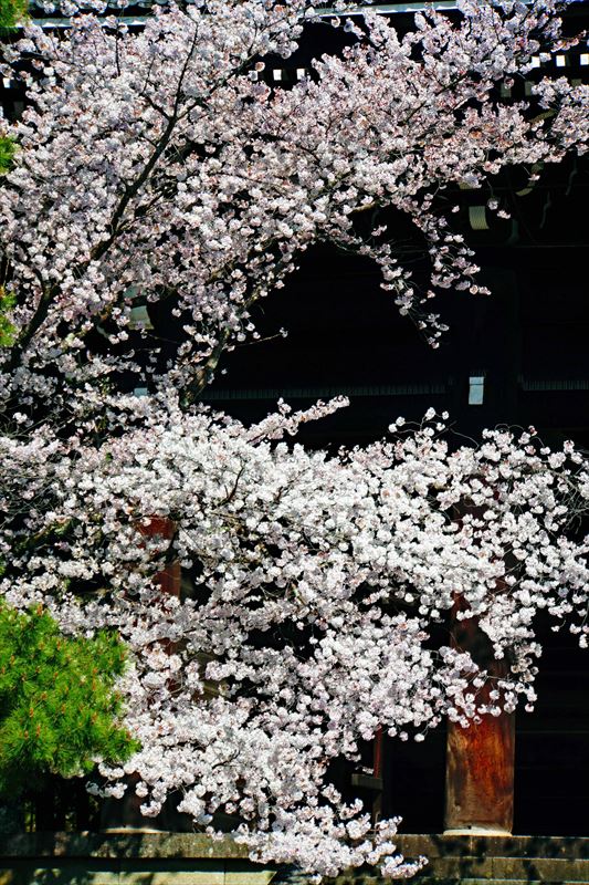 1014_洛東 知恩院_京都