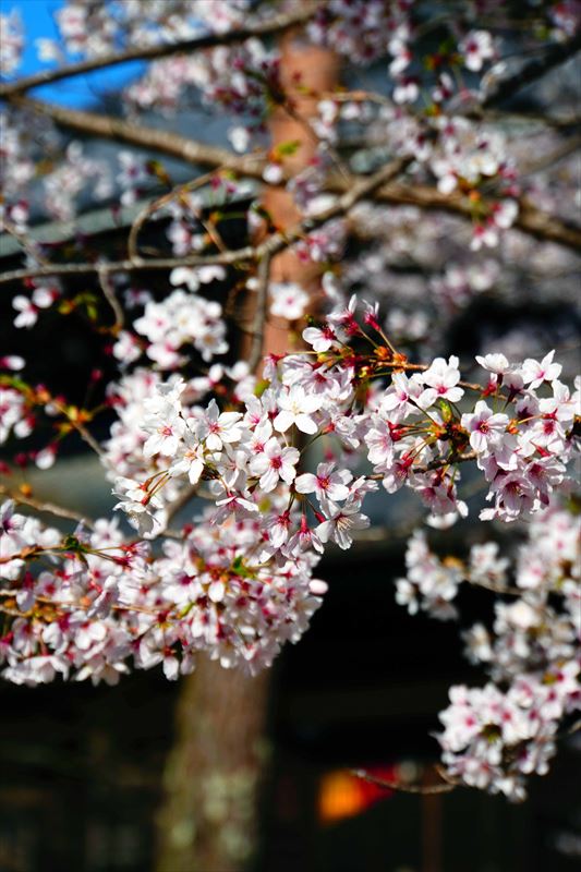 1043_洛東 南禅寺_京都