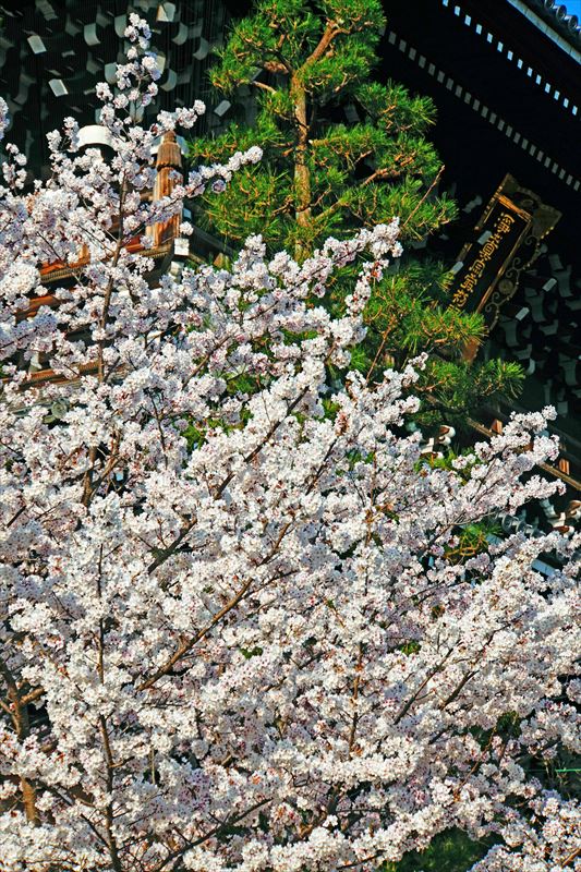 1005_洛中 金戒光明寺_京都