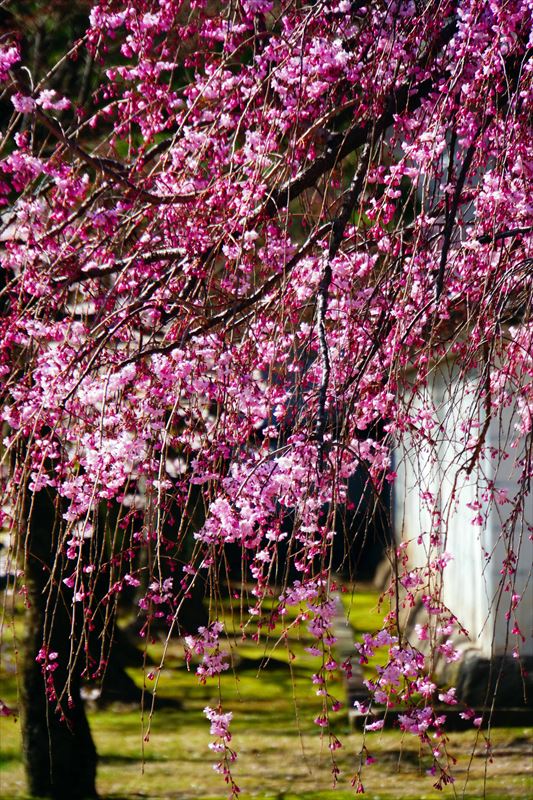 1065_洛中 妙顕寺_京都