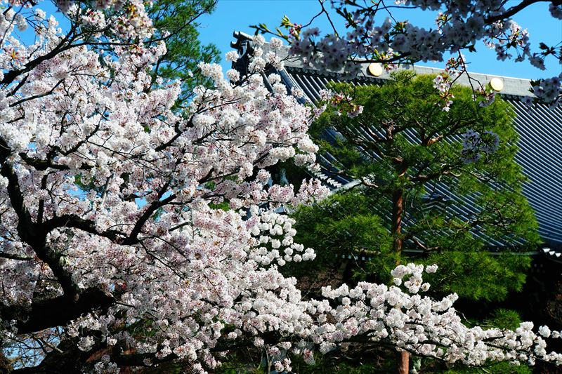 1068_洛中 妙顕寺_京都
