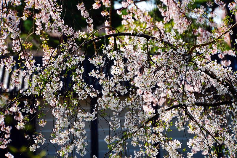 1022_洛中 京都御苑_京都