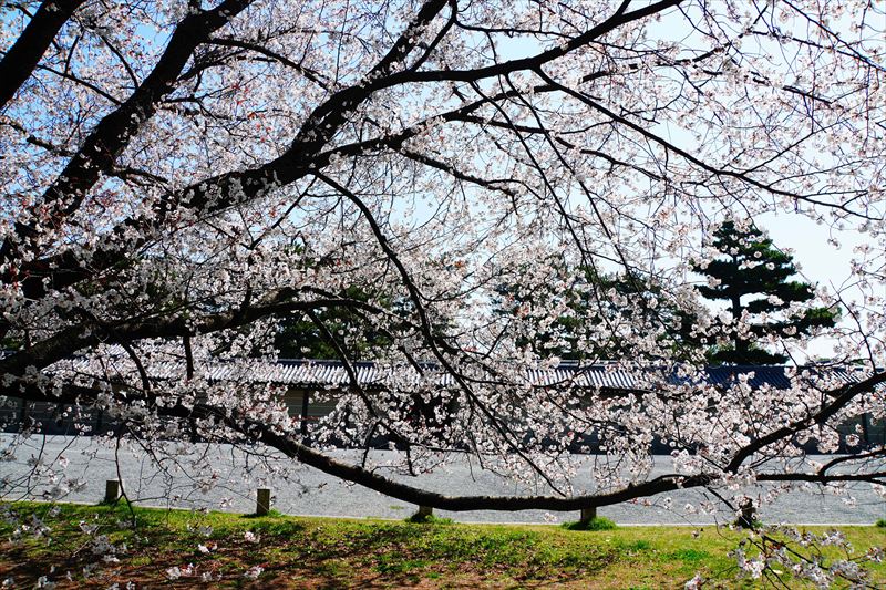 1028_洛中 京都御苑_京都