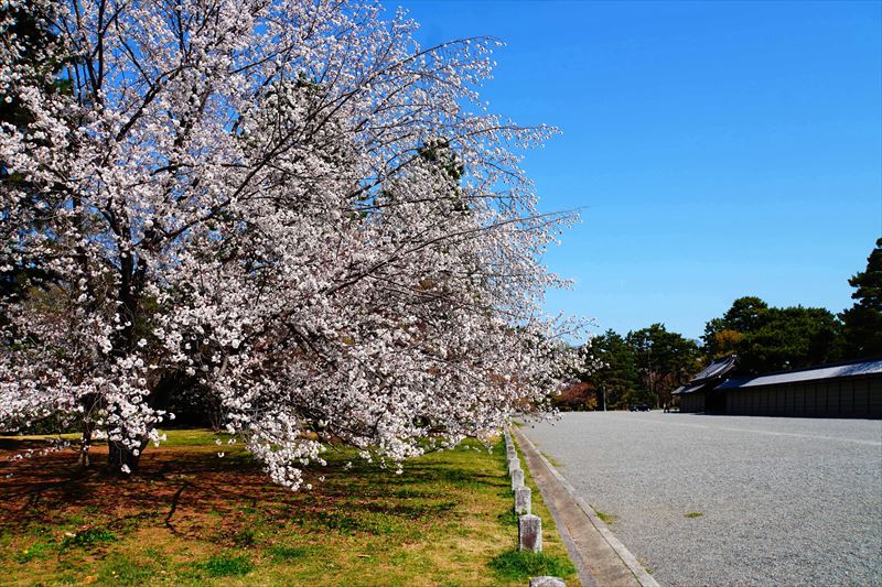 1029_洛中 京都御苑_京都