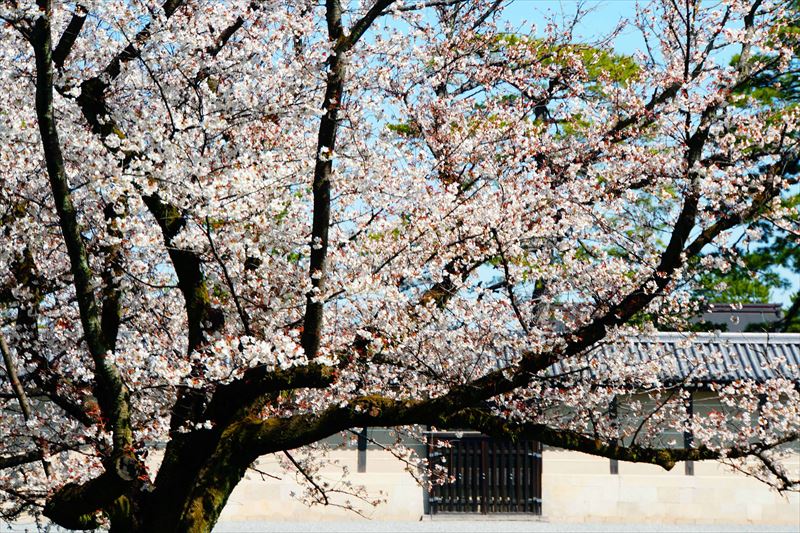 1030_洛中 京都御苑_京都